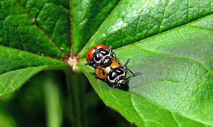 ladybugs, çiftleşme, Yaprak, böcekleri, haşarat, hayvanlar, çift, minik, bitki, doğa