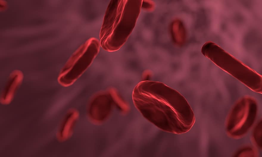 las células rojas de la sangre, microbiología, biología, sangre, bacterias, célula, globulo
