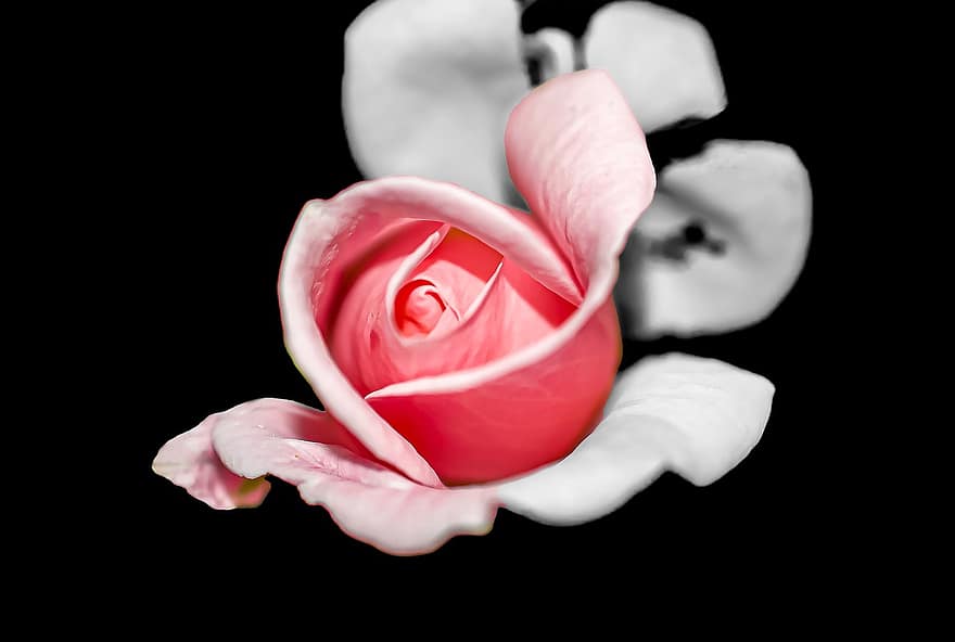 rosa, fiore, petali, rosa Rosa, fioritura, pianta, flora, primavera, natura, giardino, petalo