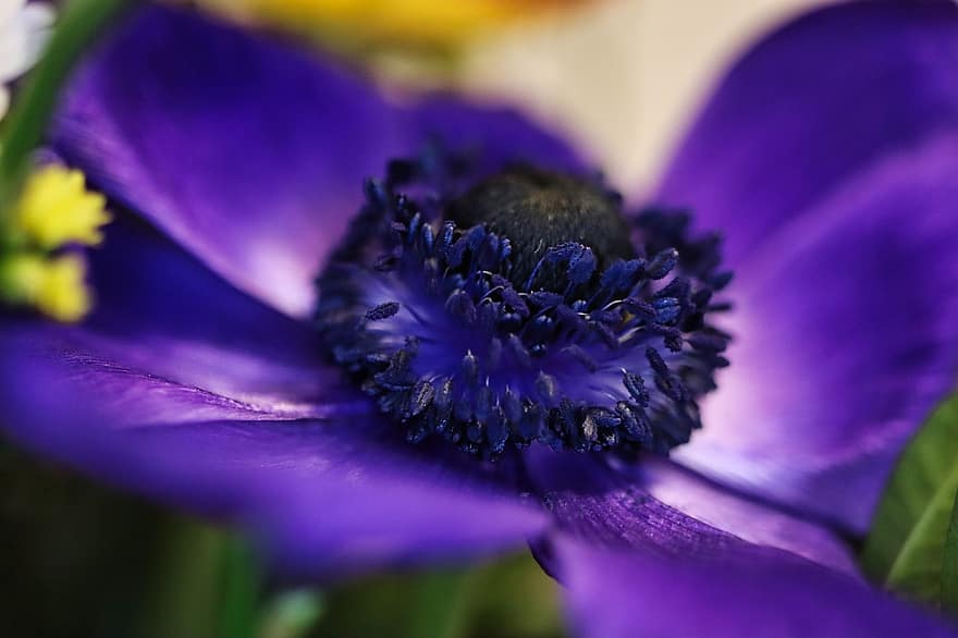 Blume, Pollen, blühen, lila, violett, Hintergrund, Makro, Botanik, Nahansicht, Pflanze, Blütenblatt