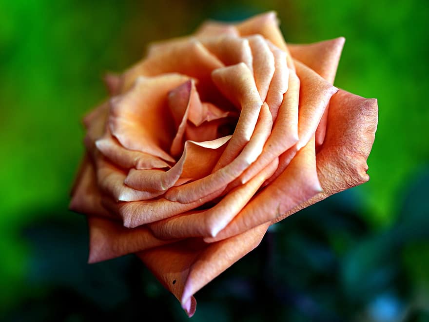 роза, цвете, цъфна роза, листенца, розови листенца, разцвет, цвят, флора, природа