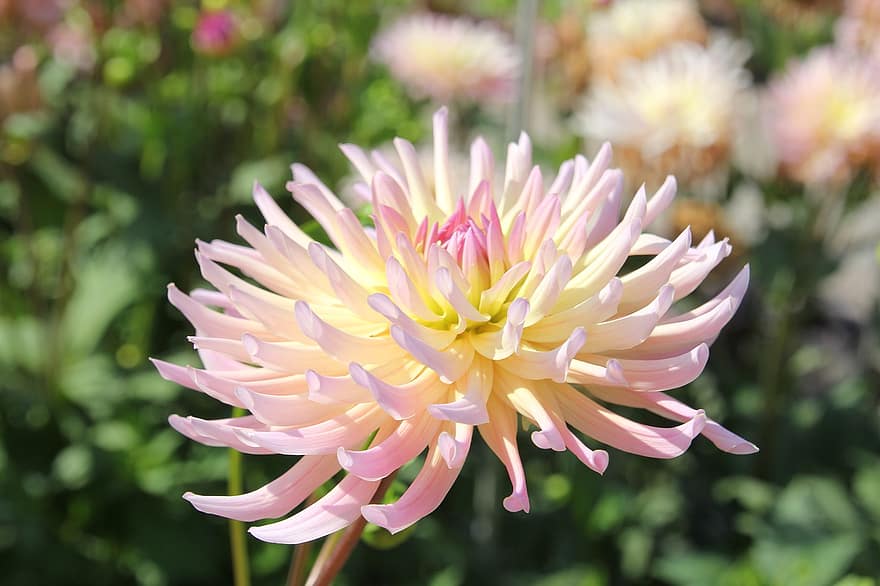 dalie, Henriette Dahlia, floare, petale, a inflori, inflori, planta cu flori, plante ornamentale, plantă, floră, natură