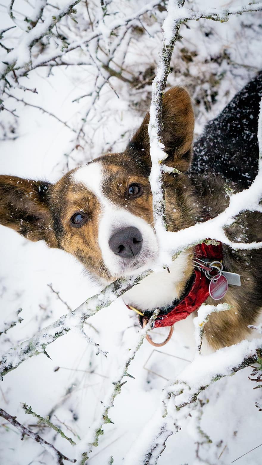 corgi, perro, nieve, Pembroke Welsh Corgi, mascota, animal, Perro domestico, perro de raza pura, canino, mamífero, linda