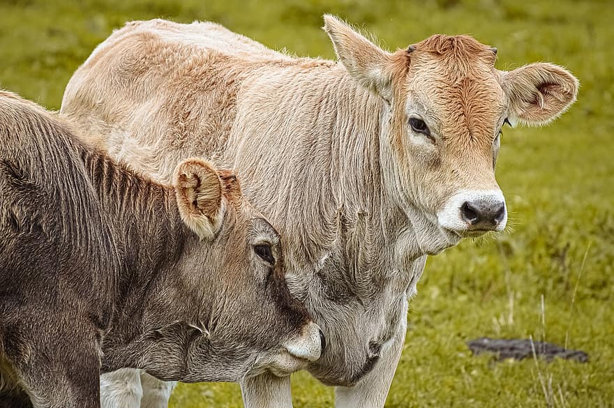 αγελάδες, γαλακτοπαραγωγά βοοειδή, βοσκή, μηρυκαστικό ζώο, ζώο, βοοειδή, λιβάδι, αγρόκτημα, ζώα, γρασίδι, φύση