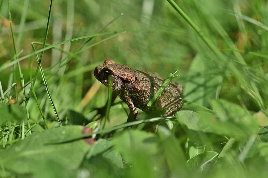 Frog, Toad, Amphibian, Vertebrates, Animal, Nature, Wildlife, close-up, green color, animals in the wild, macro