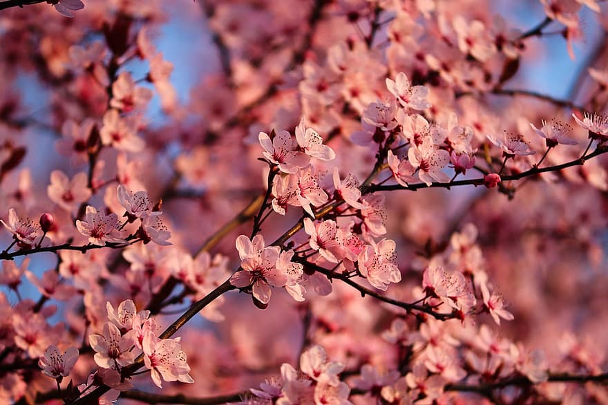 třešňové květy, okrasná třešeň, kvetoucí třešeň, japonská třešeň, prunus serrulata, růžové květy, jaro, květ, třešeň, kvetoucí větev, květiny