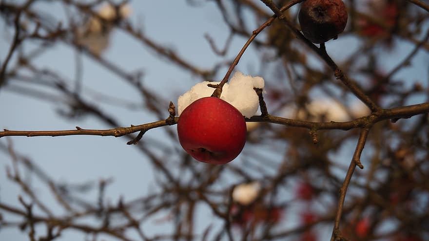 téli, hó, természet, alma, meleg, ágak, közelkép, gyümölcs
