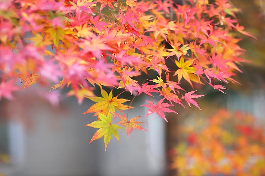 紅葉、秋、葉、自然、木、工場、素晴らしさ、黄、マルチカラー、シーズン、カエデ