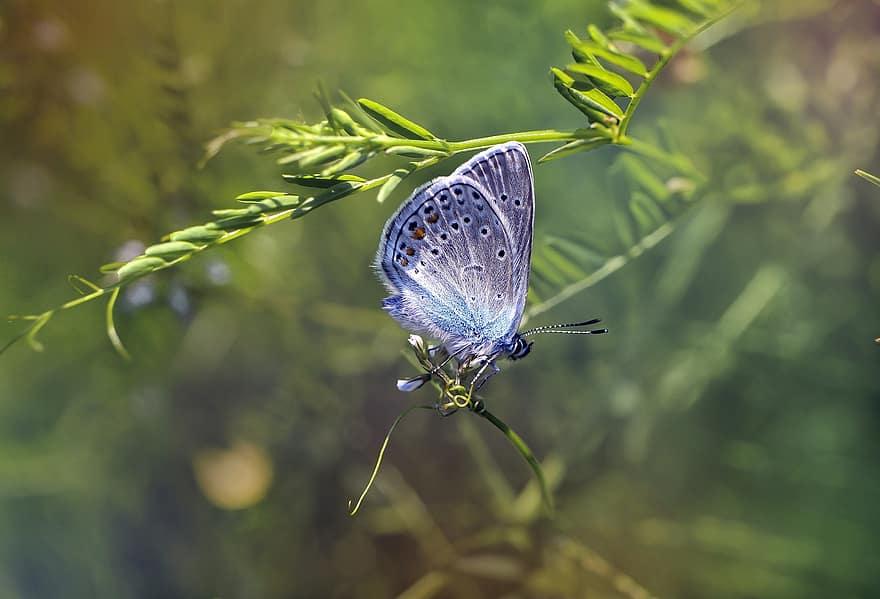 vlinders, insect, vlinder, natuur, macro, Bos, vleugel, kleur, kleuren, blauw, modraszek