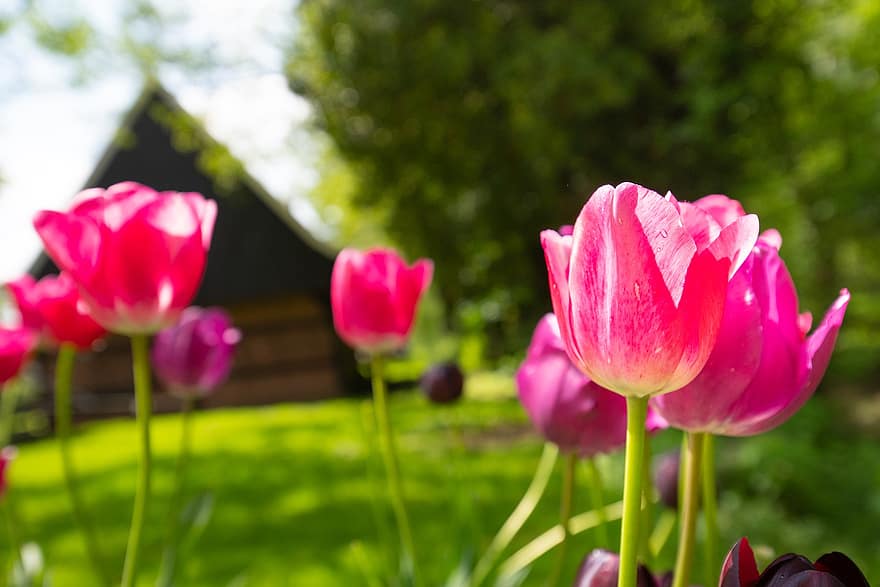 tulipaner, blomster, planter, hagetulipaner, rosa tulipaner, rosa blomster, petals, blomst, vår, flora, hage