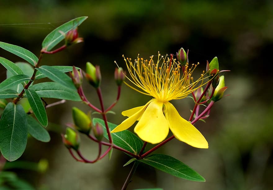 цвете, флора, жълт, природа, перфорира жълт кантарион, ботаника, разцвет, едър план, растение, листо, зелен цвят