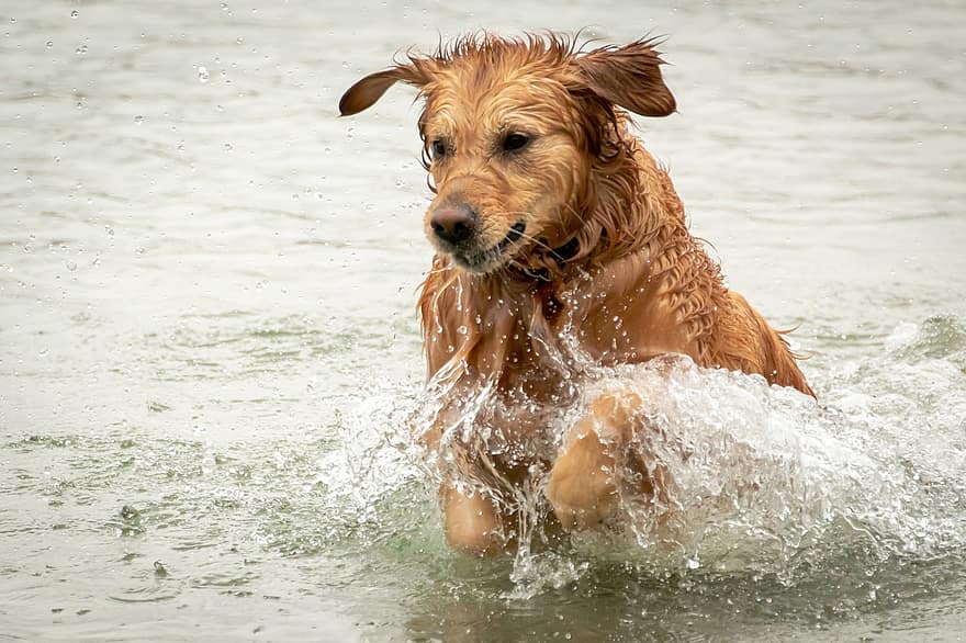 개, 골든 리트리버, 물, 수영, 호수, 뛰기, 움직임, 달리는, 송곳니, 애완 동물, 귀엽다