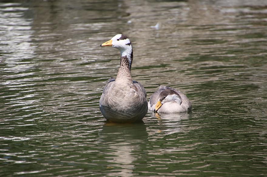 Geese, Bar-headed Geese, Pond, Birds, Anser Indicus, Anatidae, Waterfowls, Water Birds, Aquatic Birds, Animals, Water