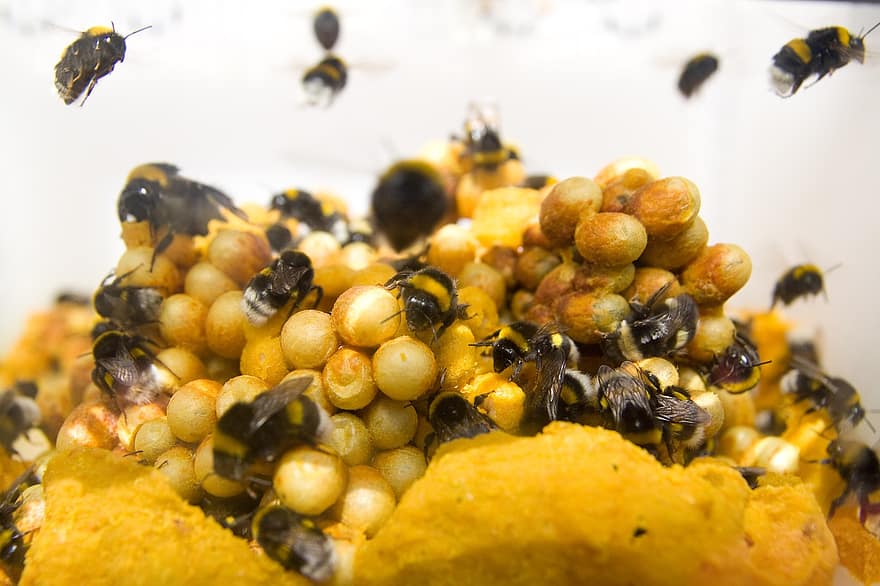 mehiläiset, mehiläispesä, parvi, mehiläishoidon