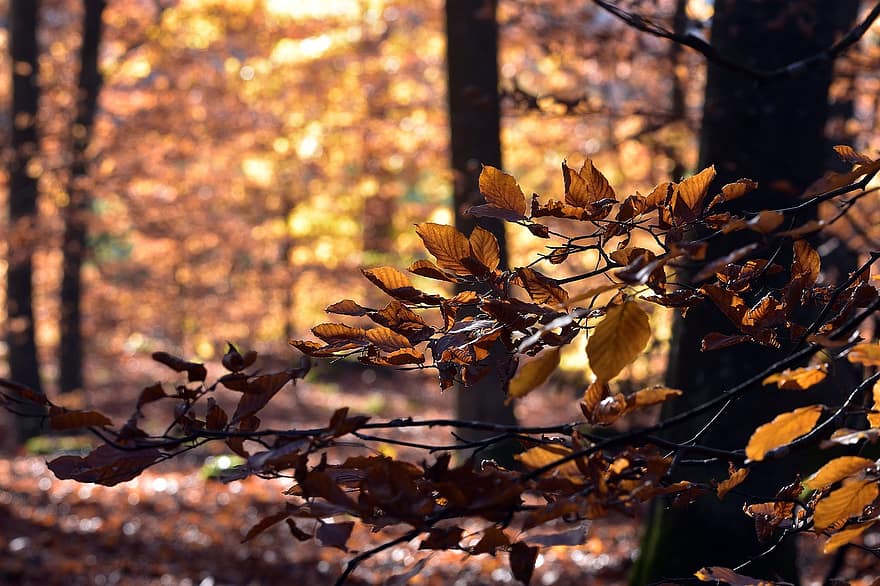 лес, природа, дерево, листья, бук, осень, падать
