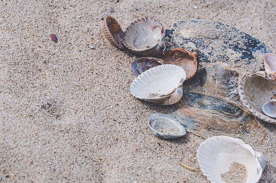 Shells, Sand, Beach, Sea, Nature, Marine, Ocean, Coast, Water, Seashell, Mollusc