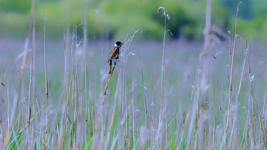 reed, bunting, pássaro, ave canora, plumagem, ramo, pantanal, aviária