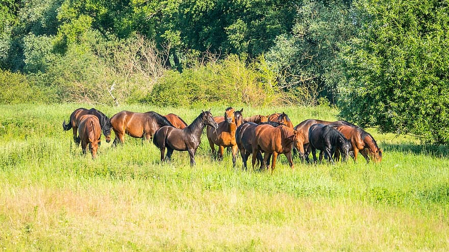Horses, Horse Herd, Forest, Pasture, Grass, Farm, Field, Nature, Countryside, Rural, Animal