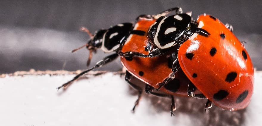 Ladybugs, Mating, Red, Ladybug, Macro, Lady, Natural, Beetle, Leaf, Small, Spots