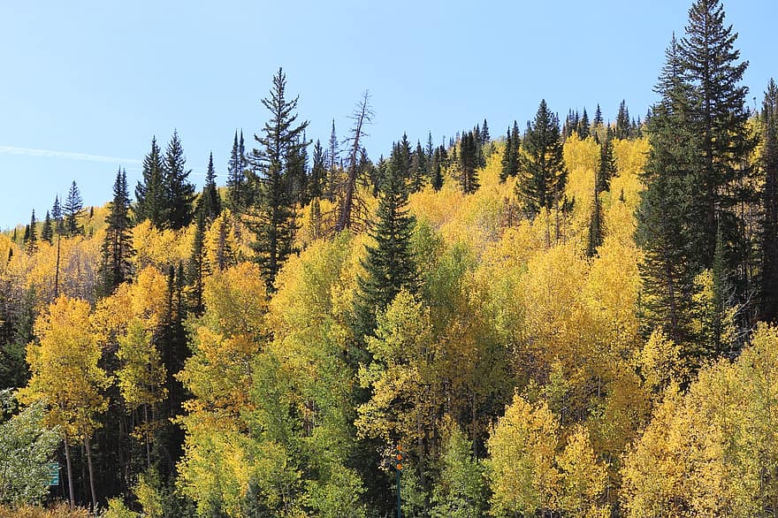 rudenī, skatuves, dzeltens, mežs, koks, sezonā, lapas, ainavu, daudzkrāsains, krāsas, zils
