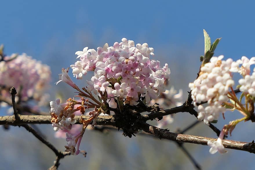 sakura, flores, flores de cerejeira, pétalas brancas, pétalas, flor, Flor, flora, flores da primavera, natureza, fechar-se