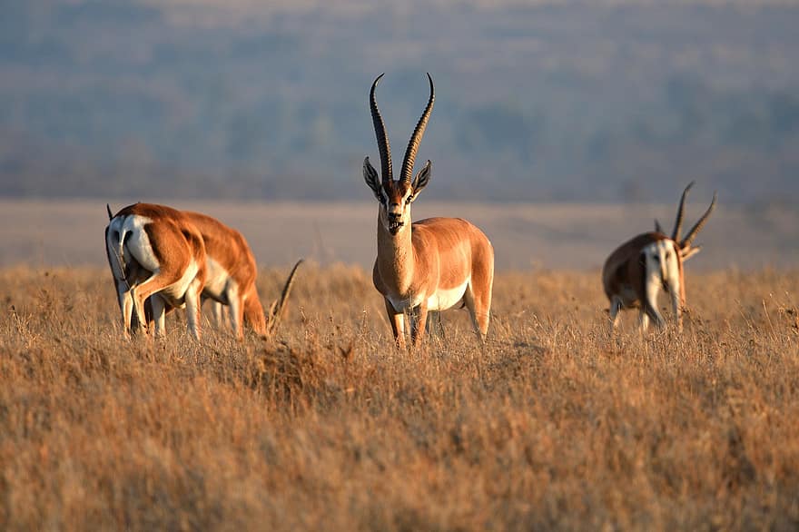 impalas, animais, mamíferos, aepyceros melampus, animais selvagens, fauna, região selvagem, natureza, lewa, Quênia, África