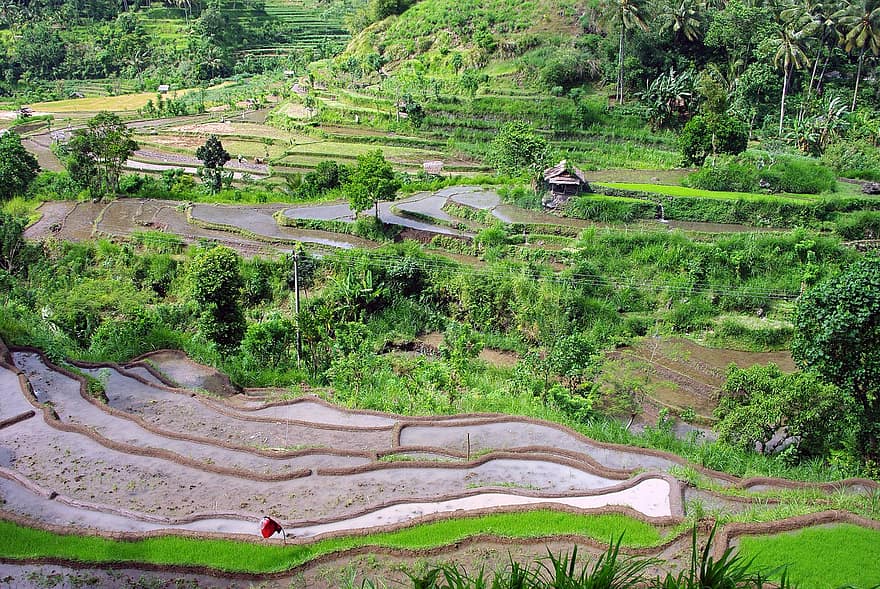 bali, risfelt, ris terrasser, indonesia, jordbruk, natur