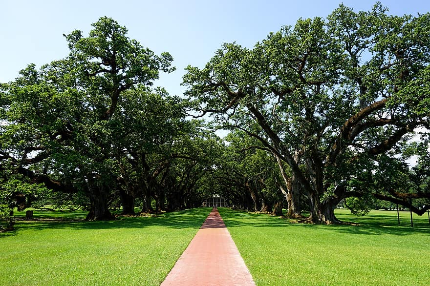 des arbres, sentier, allée de chêne, plantation, Manoir, l'histoire, esclavage, Louisiane