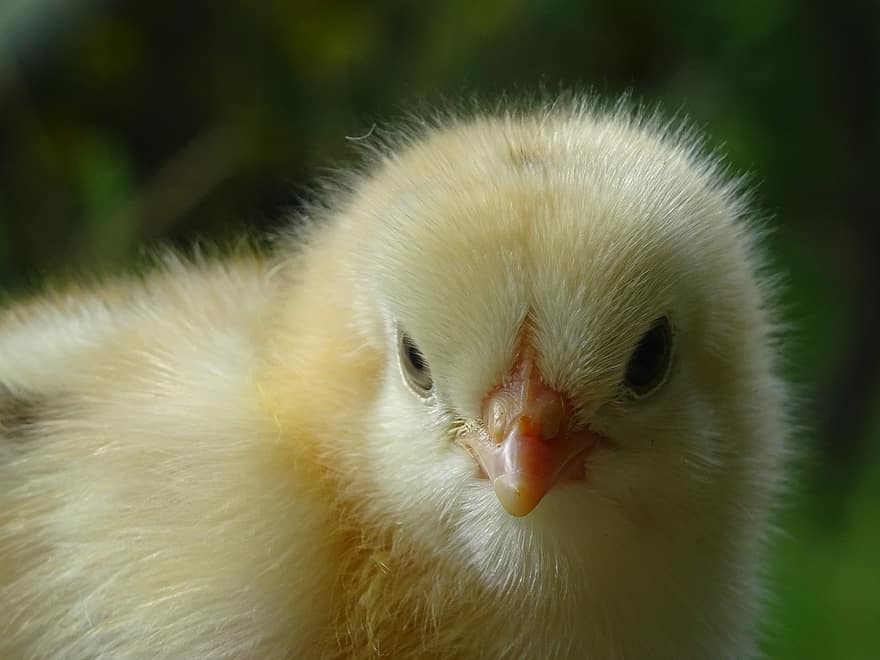 kylling, Lille Chick, fugl, nuttet, øjne, næb, fluffy, dyr, dyr verden, natur