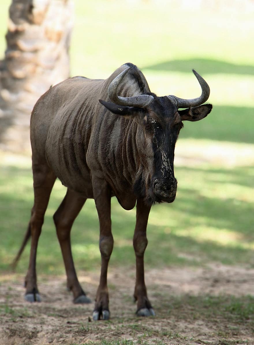 wildebeest azul, animal, gnus comuns, gnus de barba branca