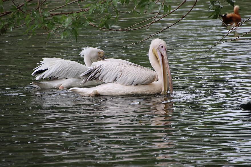 pelikaner, fugler, dam, hvite pelikaner, vannfugler, waterfowls, dyr, nebb, fjær, fjærdrakt, vading