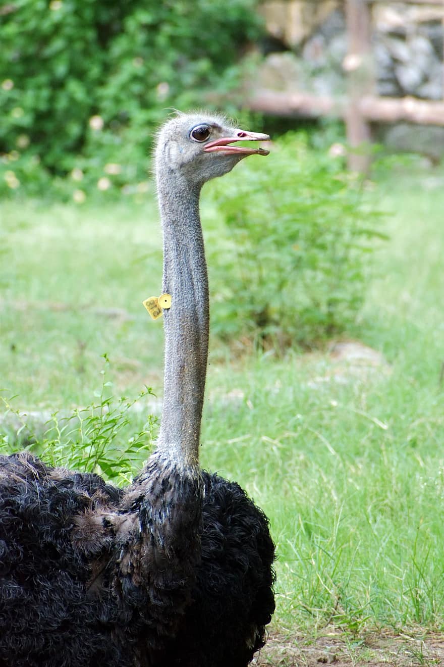 Ostrich, Zoo, Animal, Birds, Neck, Feathers, Plumage, Beak, Wildlife, Animal Photography