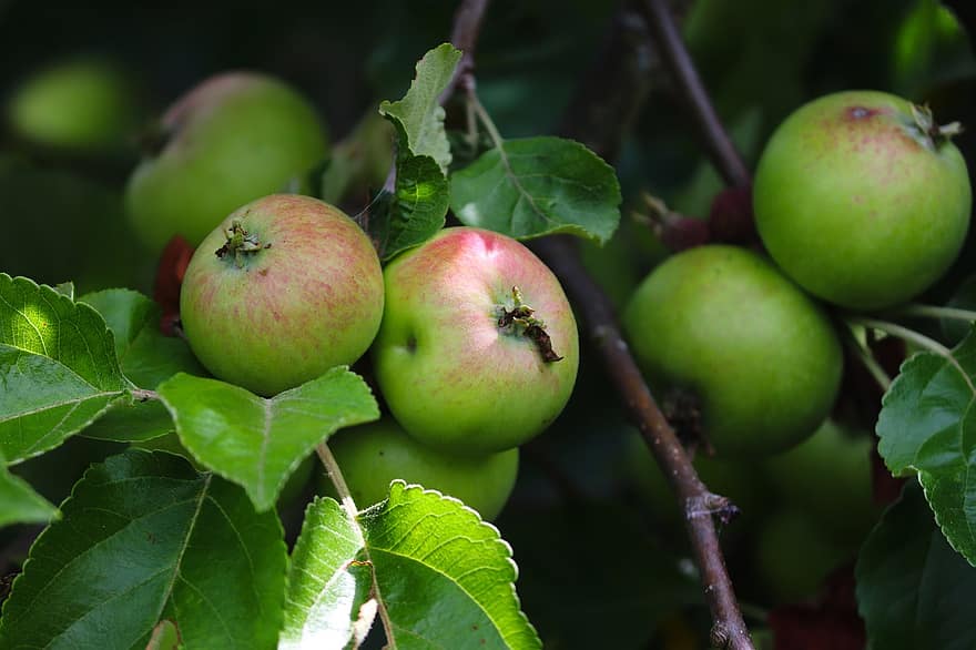 แอปเปิ้ล, สีเขียว, ต้นแอปเปิ้ล, สาขา, ผลไม้, ธรรมชาติ, ฤดูร้อน, เก็บเกี่ยว, kernobst gewaechs, อาหาร, ใบไม้