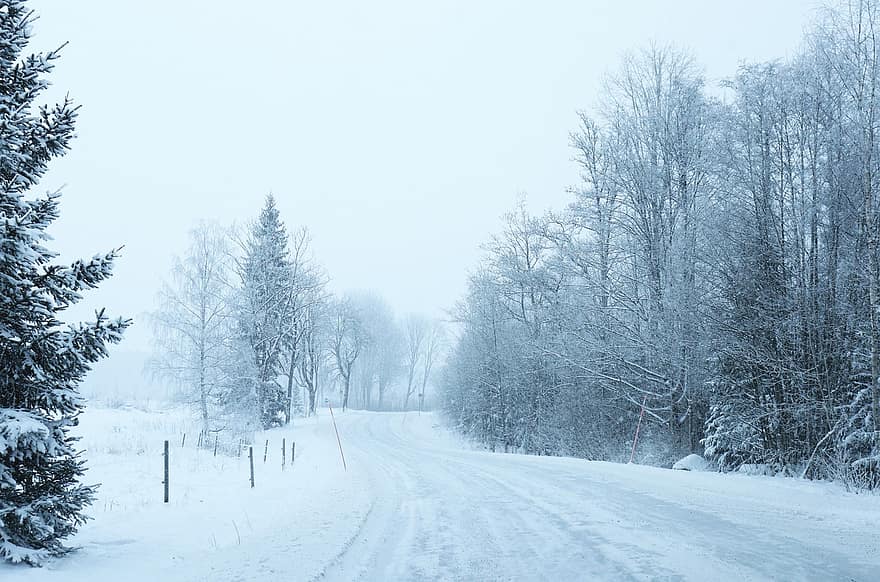yol, kış, sis, soğuk, kar, don, ağaçlar, kar yağışlı, açık havada, beyaz, iz