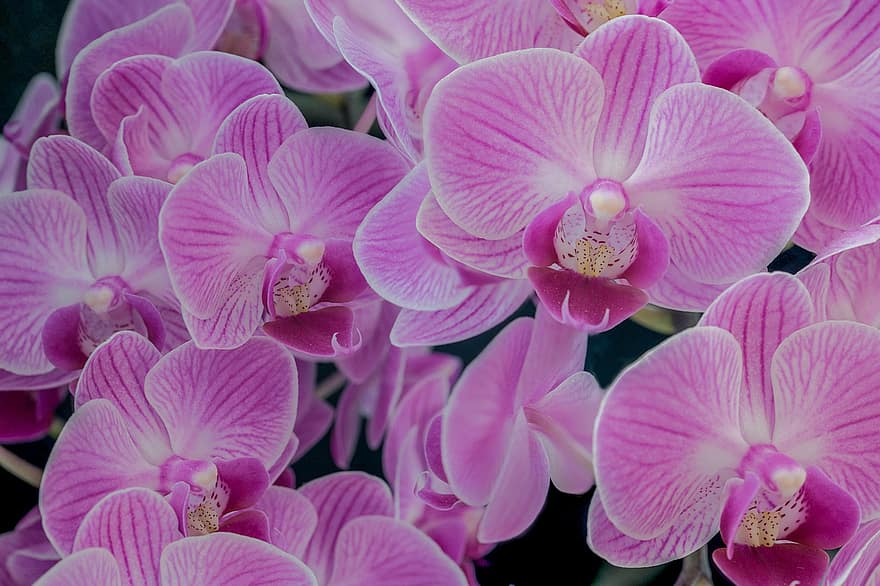 orkidéer, blommor, växt, moth orchids, phalaenopsis, rosa orkidéer, kronblad, blomma, flora, natur, orkide