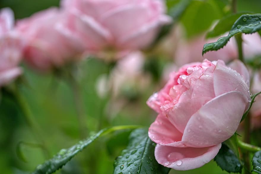 розы, цветение, розовый куст, роза листья, листва, зеленый, розовый, цветы, куст, капля дождя, мокрый
