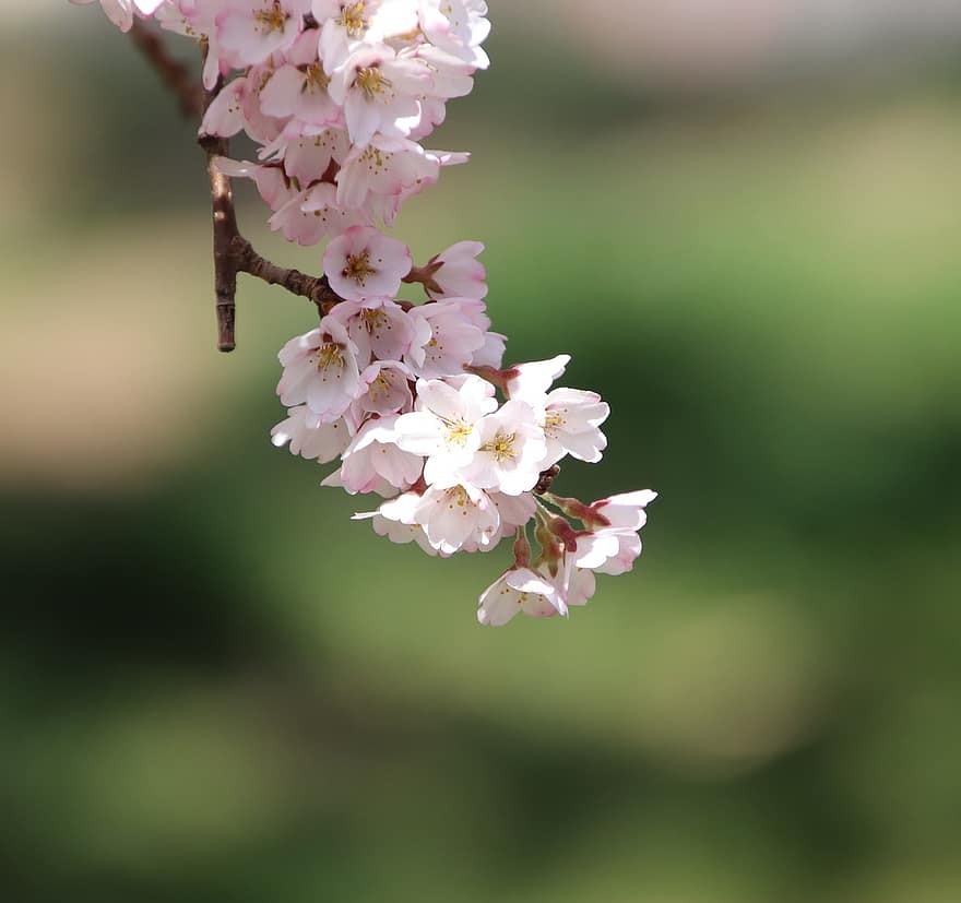 kirsikankukkia, sakura, kukat, kevät, kasvisto, kirsikkapuu, kevätkausi, kukinta, kukka, lähikuva, kasvi