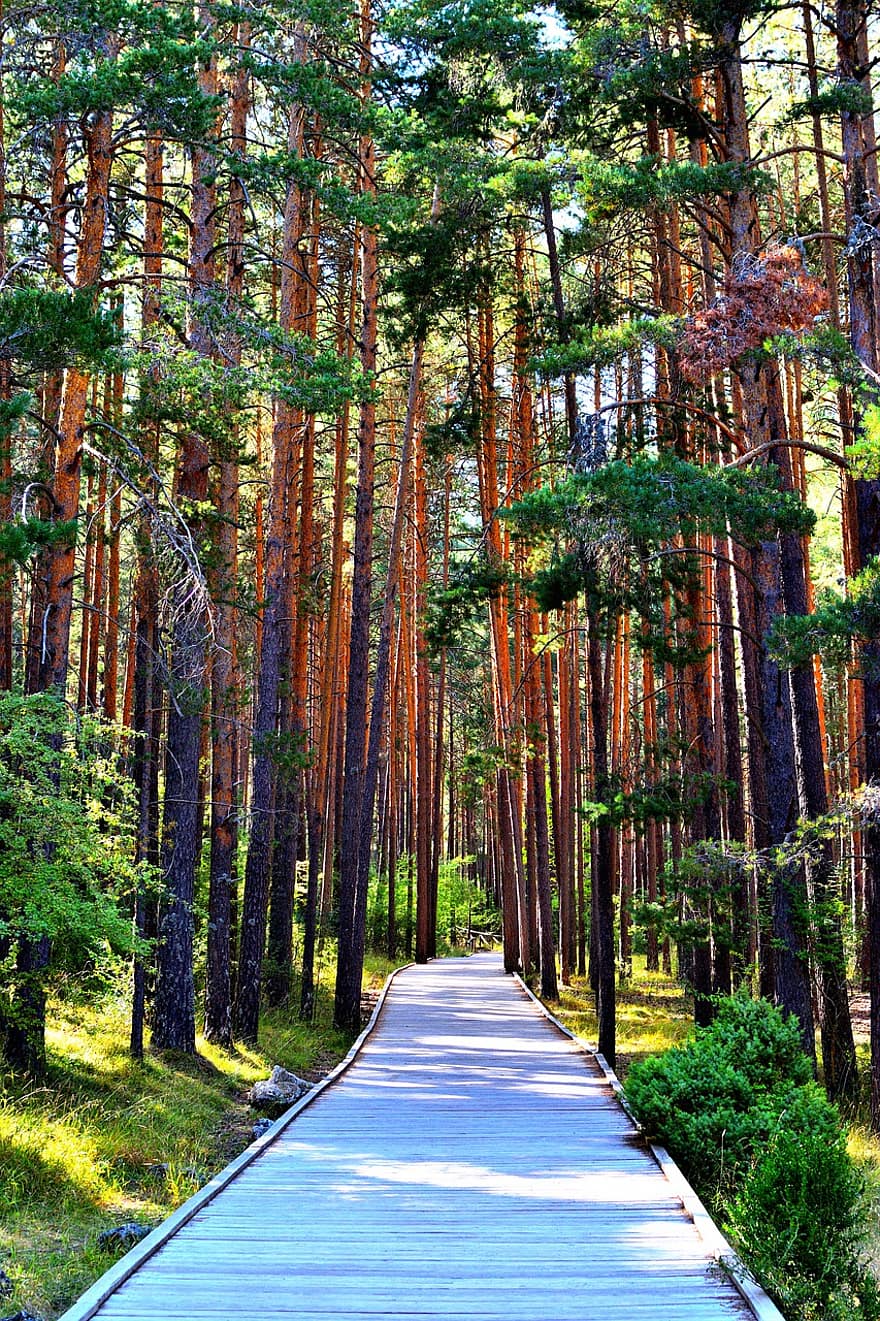 drzewa, ścieżka, las, park, drewniana ścieżka, chodnik, przejście, korytarz, listowie, Las, lesisty teren