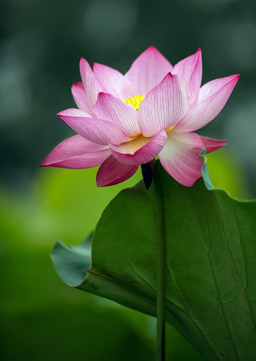 Lotus, Flower, Plant, Petals, Water Lily, Pink Flower, Lotus Flower, Bloom, Aquatic Plant, Flora, Pond