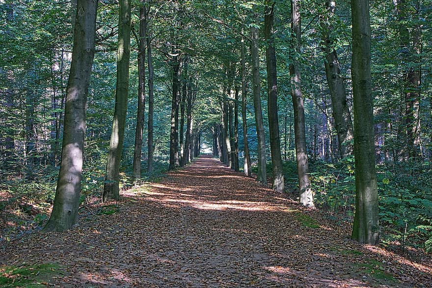 Trees, Path, Forest, Nature, Landscape, Fall, Avenue, Forest Path, Outdoors