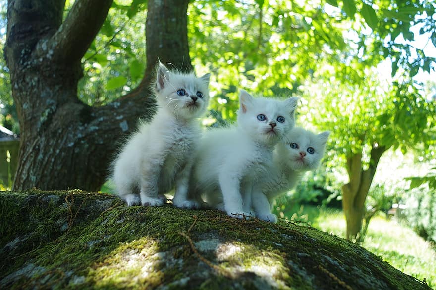 hvid kat, Hvalpekat, killing, hundehvalp, kæledyr, kat, dyr, pattedyr, Kuld katte