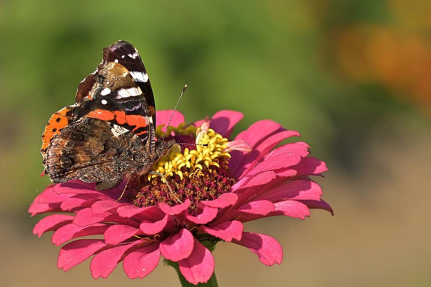 Schmetterling, Admiral, Blume, Zinnie, Pollen, bestäuben, Bestäubung, Flügel, Schmetterlingsflügel, geflügeltes Insekt, Insekt