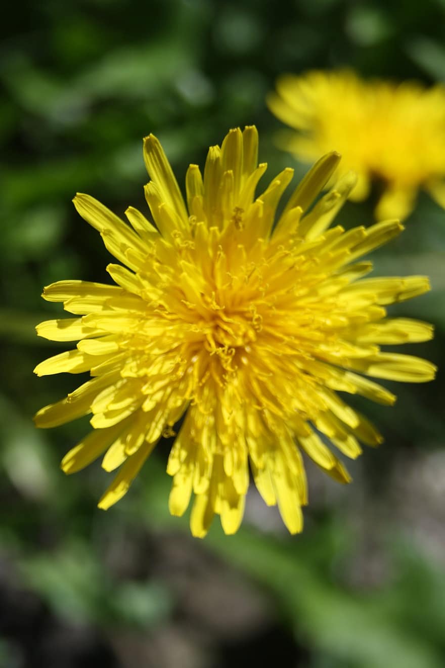 Dandelion, Nature, Plant, Macro, Flower, Yellow