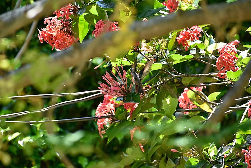 colibrí, flotant, flors, arbre, fauna, naturalesa, jungla, plomes, verd
