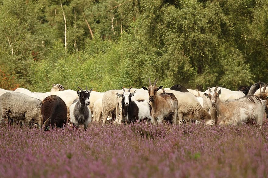 Prado de Urze, cabras, pecuária, flores de urze, animais, natureza, pasto, Fazenda, cena rural, Prado, agricultura
