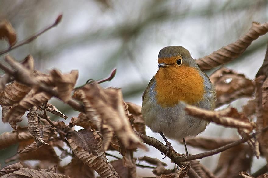 robin, hutan, musim dingin, alam, burung penyanyi, merapatkan, dunia Hewan, duduk, cabang, cantik