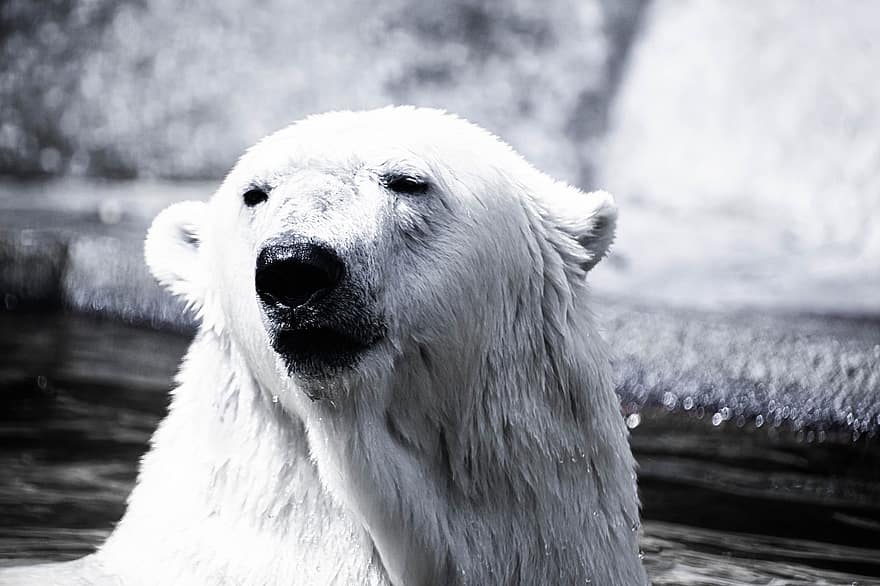 polär, Björn, arktisk, däggdjur, kall, rovdjur, djur-, vatten, vilda djur och växter, snö, is