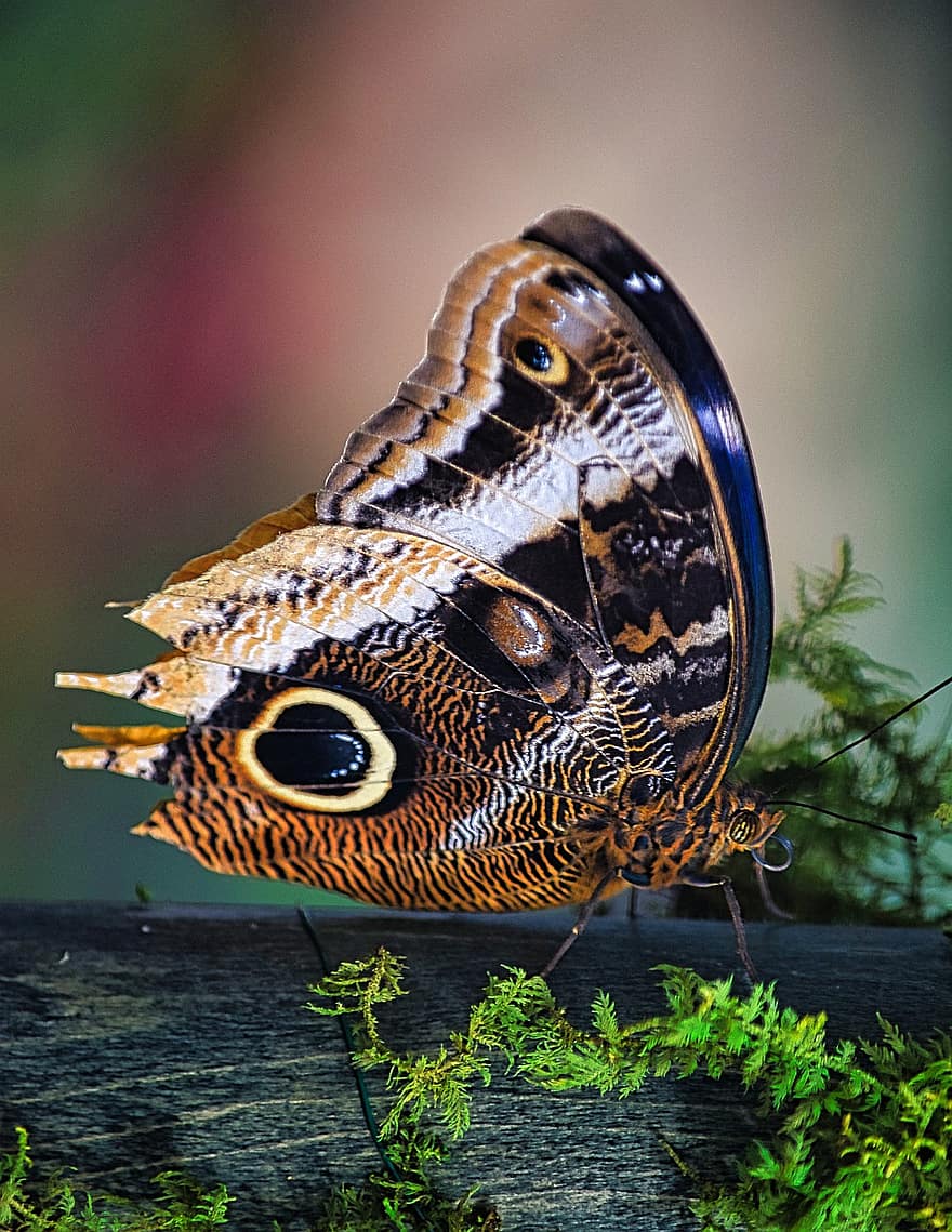 papillon, insecte, antennes, ailes, animal, entomologie, la nature