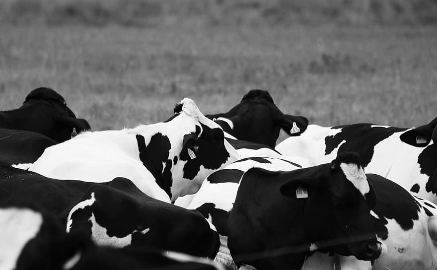 les vaches, pâturage, noir, weis, du boeuf, taureau, bétail, blanc, mammifère, Prairie, ferme