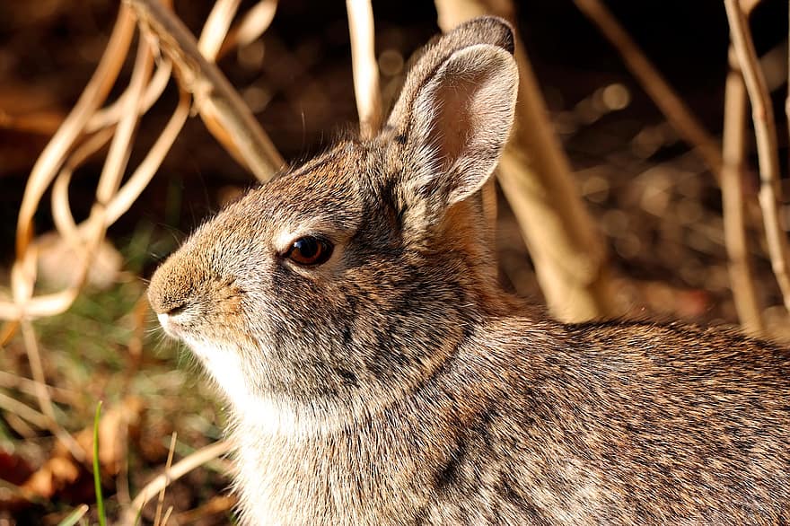 ウサギ、バニー、野ウサギ、うさぎの耳、哺乳類、自然、動物、野生動物、可愛い、耳、毛皮のような